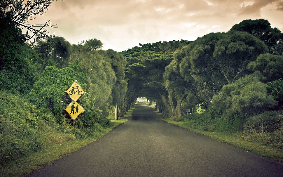 concrete road between trees HD wallpaper